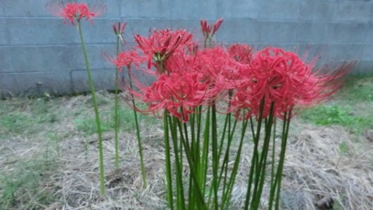 A spider lily blooming at the water's edge.