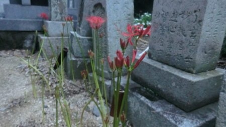  Tombstone y red spider lily.