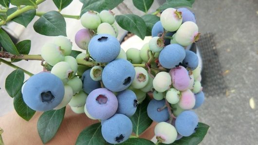 Blueberry coloring blue in June