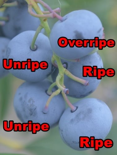 Each stage of ripe blueberries