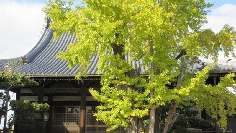 香川県円龍寺の本堂前のイチョウの木。2019年の秋は暖かく、11月下旬になっても黄色く染まらず葉が落ちない