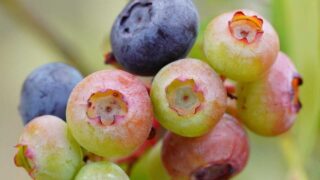 blueberry-fruits-tree