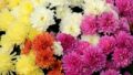 chrysanthemum kiku color