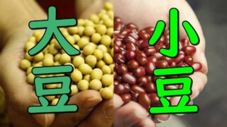 daizu-azuki-beans