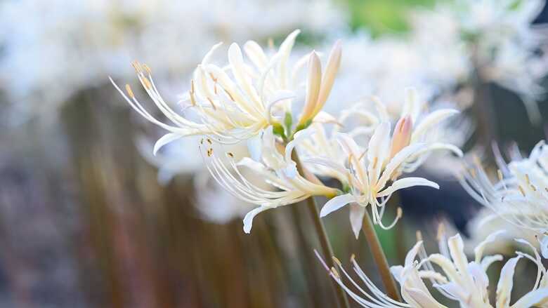 White Higanbana ist im Gegensatz zu Red Higanbana eine Blume des Glücks.