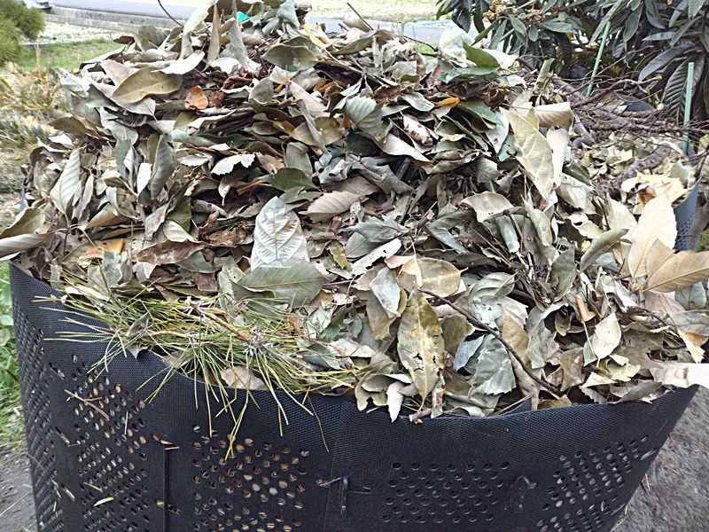 2025年3月10日に仕込んだ松葉とソテツの葉7割のコンポスト容器