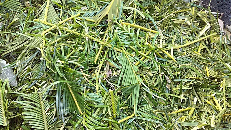 20250310 sotetsu compost bin