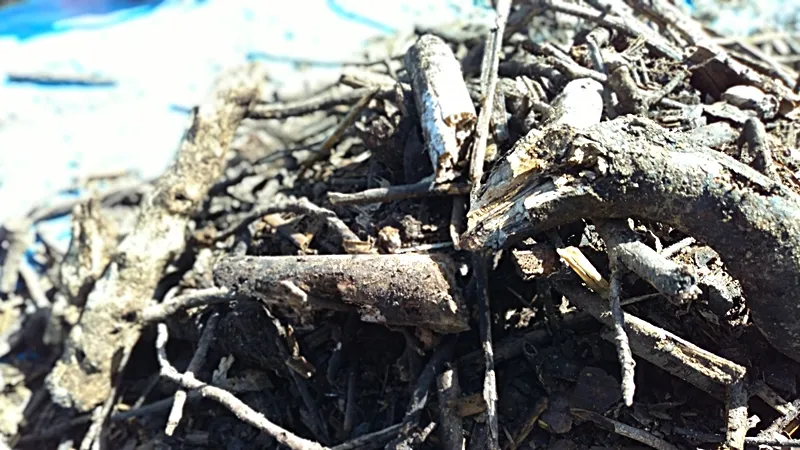 20251009 sotetsu matsuba compost nokori eda