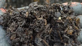 20251009 sotetsu matsuba compost soil