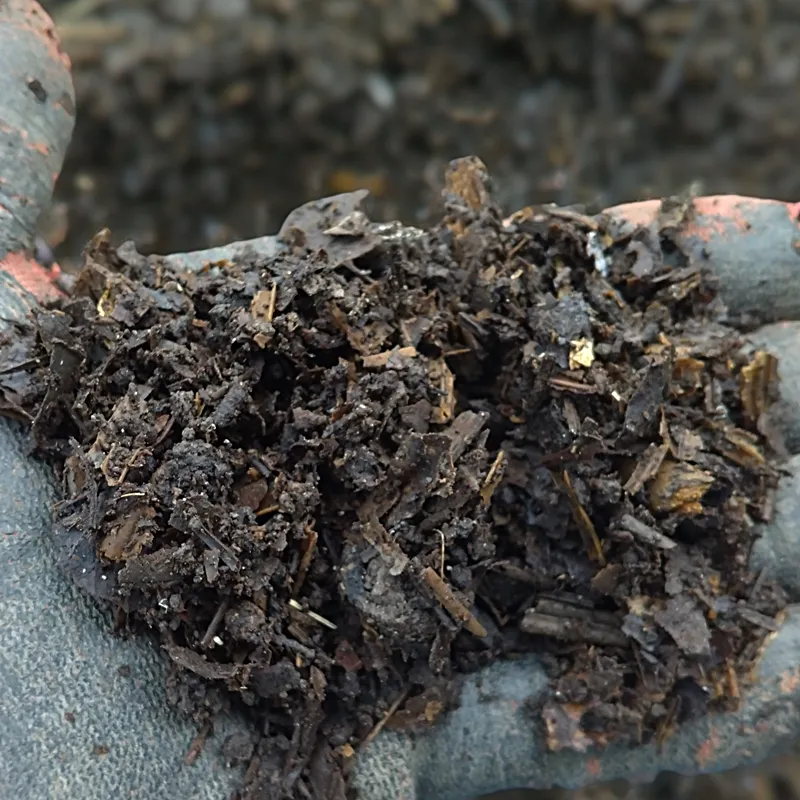 20251009 sotetsu matsuba compost soil